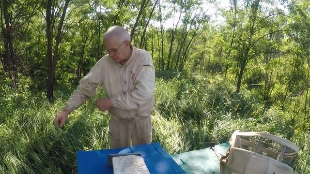 Напад пчел Пчелиное воровство Что делать?