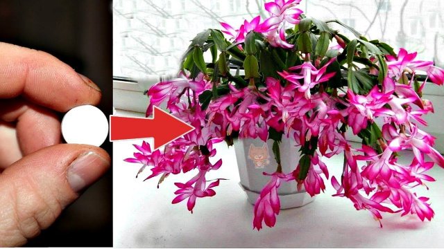 Декабрист цветет в захлеб после 1 такой таблетки! Чем подкормить декабрист чтобы он зацвел?