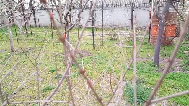 ПОСАДКА ГРАНАТА В ОТКРЫТЫЙ ГРУНТ.  ОБРЕЗКА ГРАНАТА.Vselennaya uvlecheniy