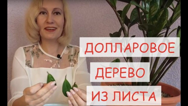 Как научиться размножать долларовое дерево (замиокулькас) листом.