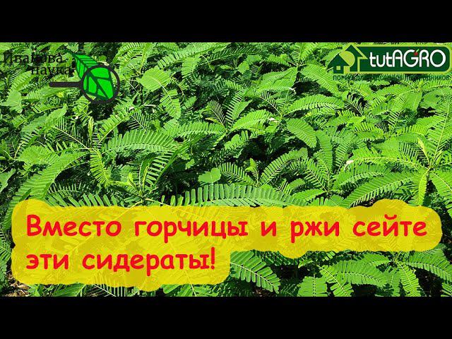 МОЩНЫЙ СИДЕРАТ ДЛЯ ОЧИСТКИ ОГОРОДА. Вместо горчицы и ржи сейте мощный сидерат! Очистка фитофторы.