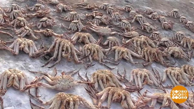 Браконьеры не пройдут. Доброе утро. Фрагмент выпуска от 29.04.2022