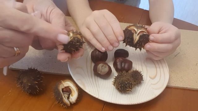 Плоды конского каштана