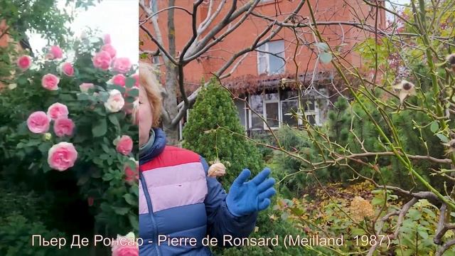 Формируем штамб розы Пьер де Ронсар - Pierre de Ronsard (Meilland, 1987)