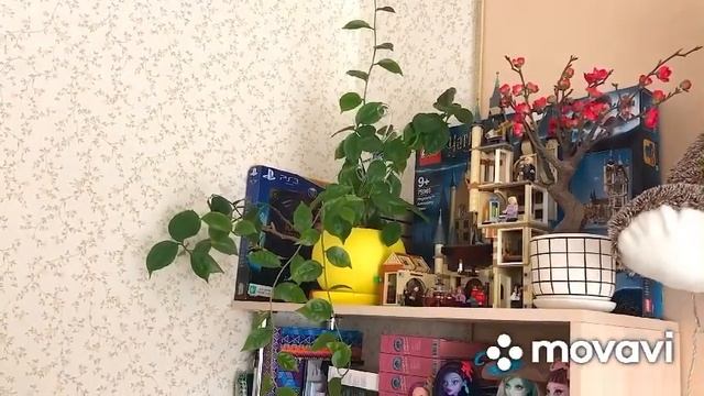 ?Комнатные растения в интерьере?Майский обзор?