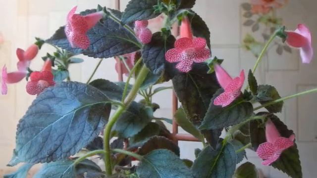 Колерия. Особенности ухода: освещение, полив, периоды покоя и цветения.