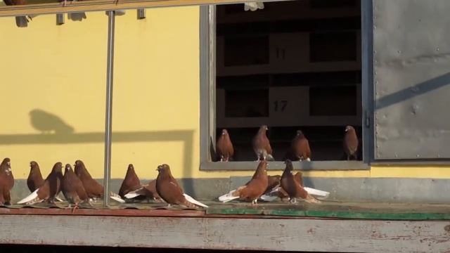 Николаевские голуби(красные белохвостые)-молодёжь.