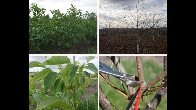 Правильная обрезка сада грецкого ореха. 8 основных рекомендаций