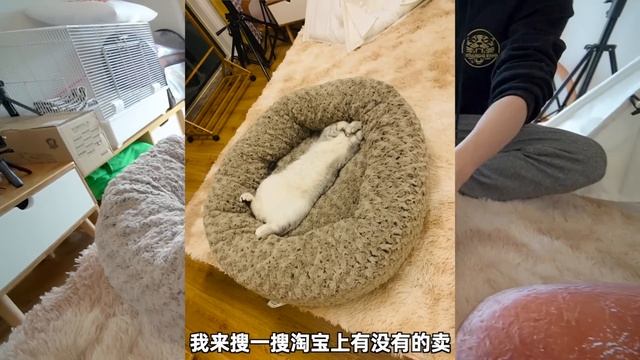 全网百万粉的宠物自媒体,给家里猫咪吃的用的都是啥?
