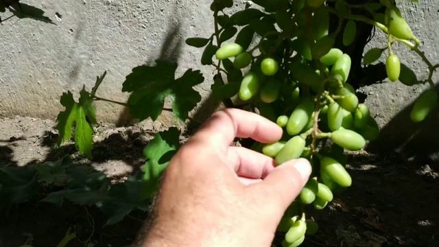 Как бороться из серой гнилью на винограде. Чем и как я обрабатываю виноград.
