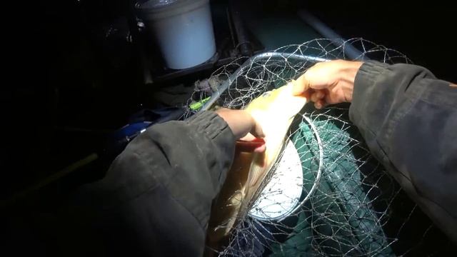 Рыбалка на САЗАНА - удочки в дугу!!! Рыбалка летом на реке