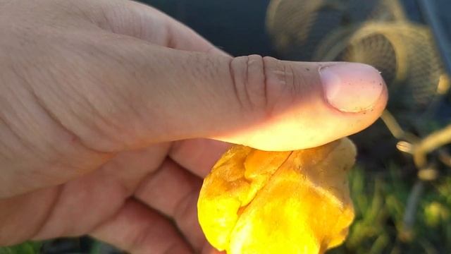 ТЕСТО для РЫБАЛКИ из КУРИНОГО ЯЙЦА. Суперская насадка на КАРАСЯ из желтка, с запахом КОРИАНДРА